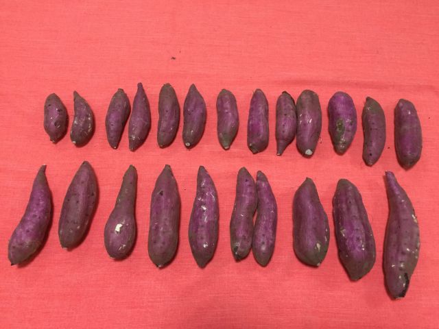 美腸芋（みっちょいも）5kgの量