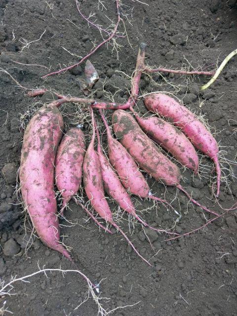 美腸芋（みっちょいも）は土付きで送ります