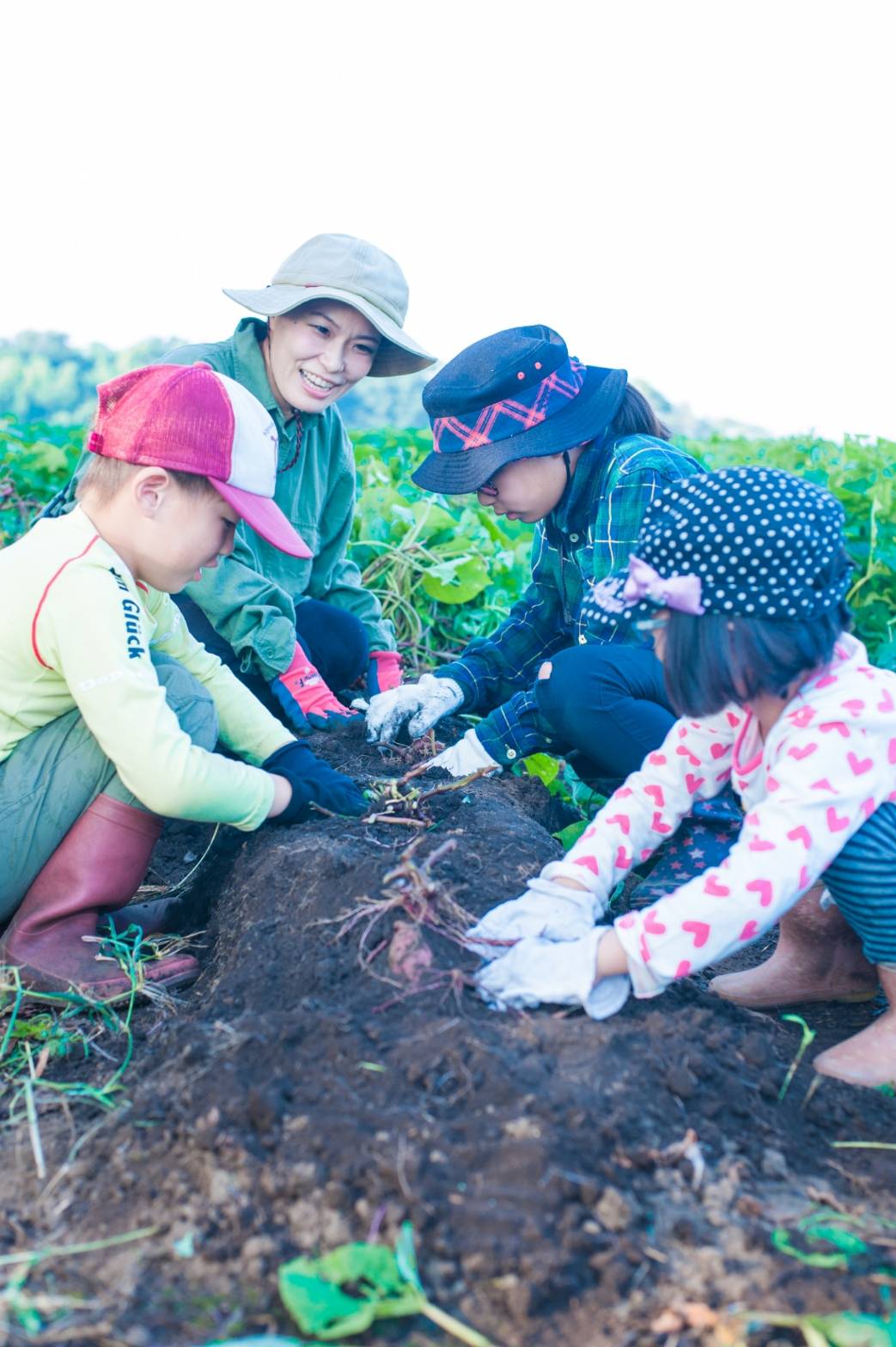 美腸芋（みっちょいも）