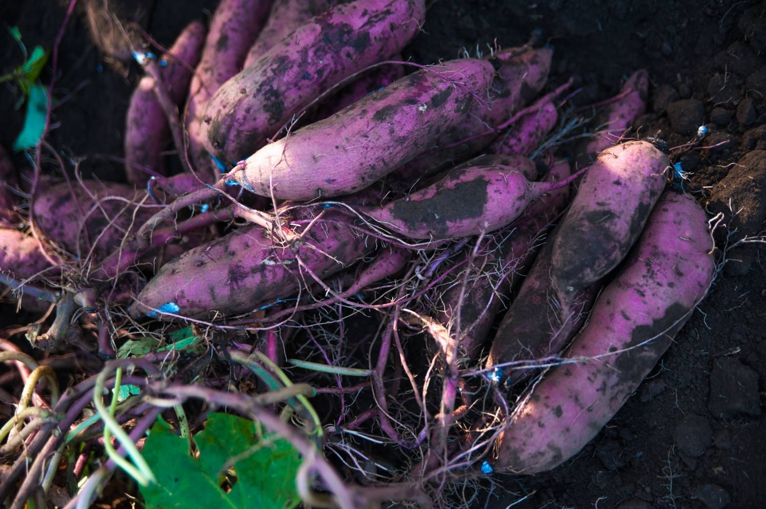 美腸芋（みっちょいも）