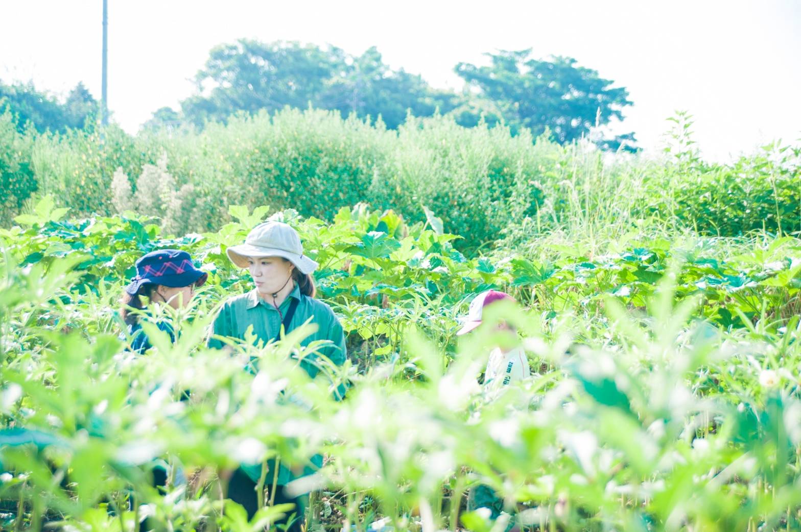 美腸芋（みっちょいも）