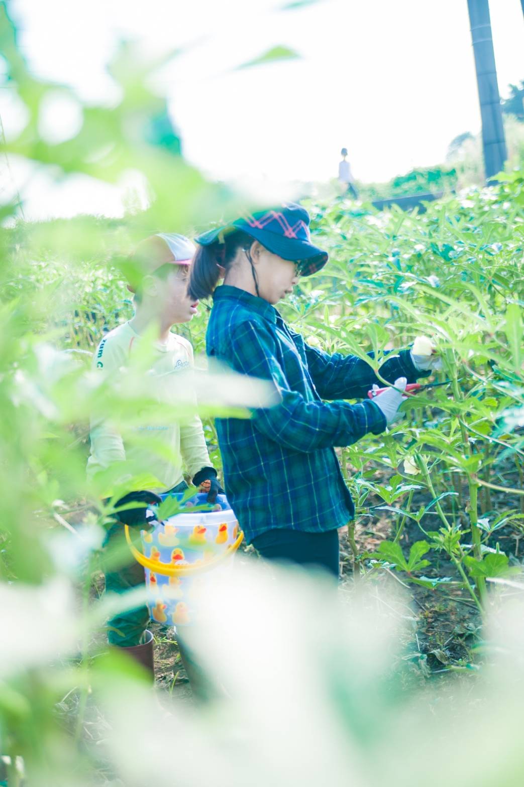 美腸芋（みっちょいも）