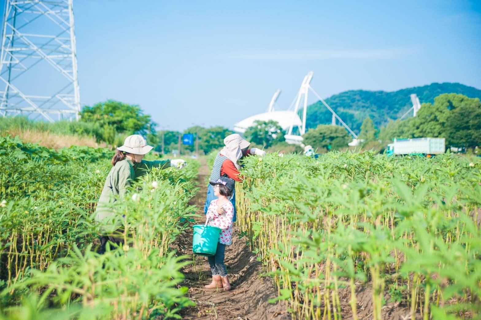美腸芋（みっちょいも）