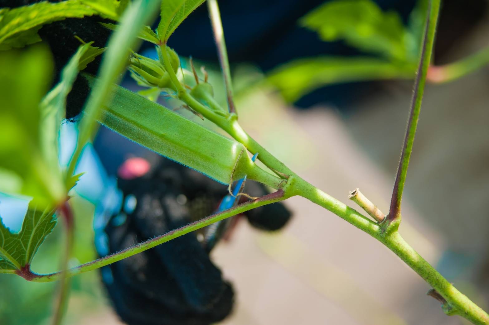 美腸芋（みっちょいも）